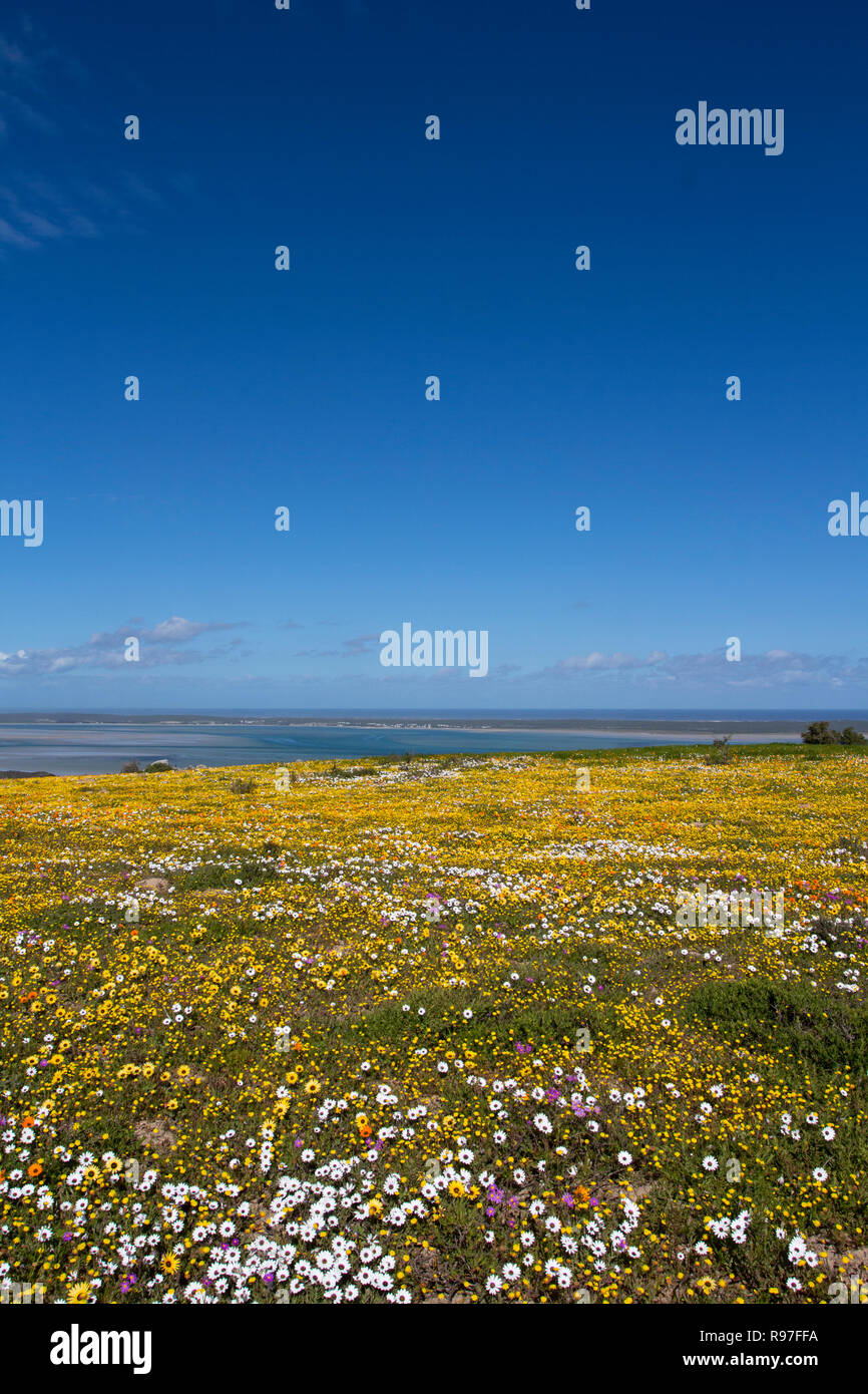 Wild flowers in full bloom on the South African West coast in the West