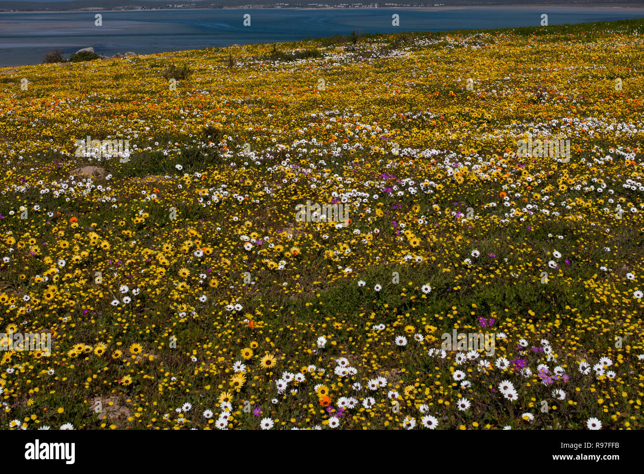 Wild flowers in full bloom on the South African West coast in the West