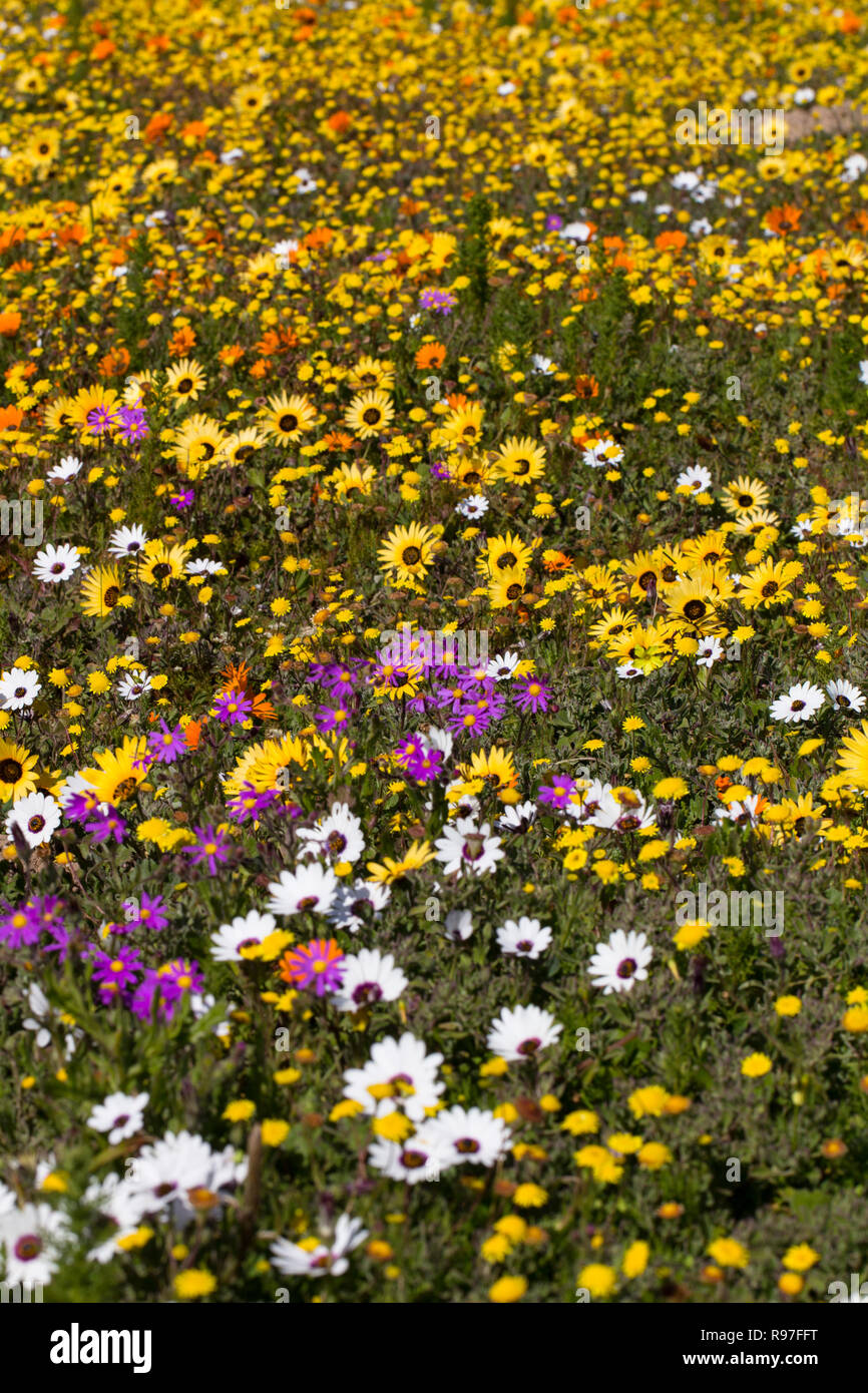Wild flowers in full bloom on the South African West coast in the West