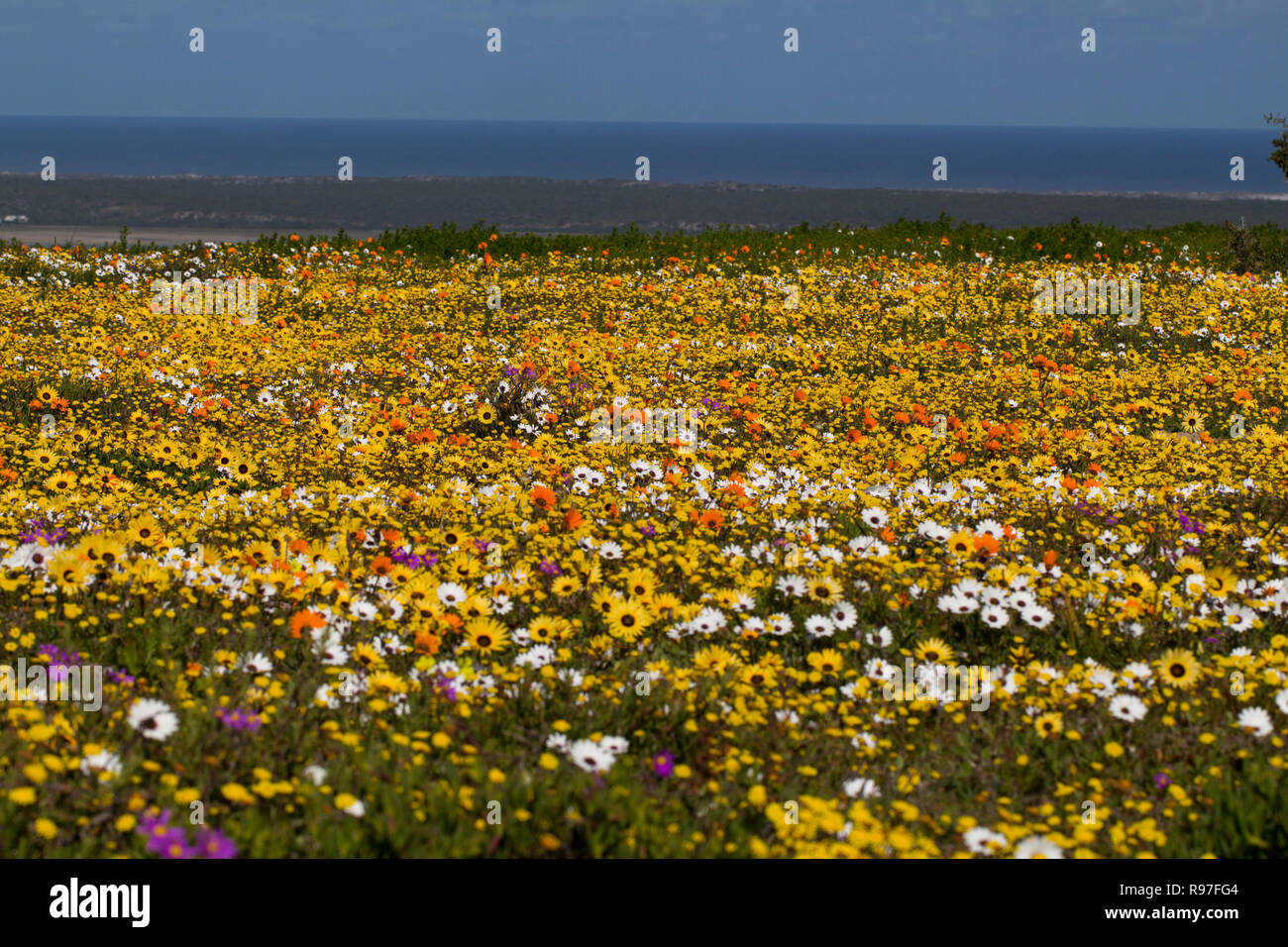 Wild flowers in full bloom on the South African West coast in the West