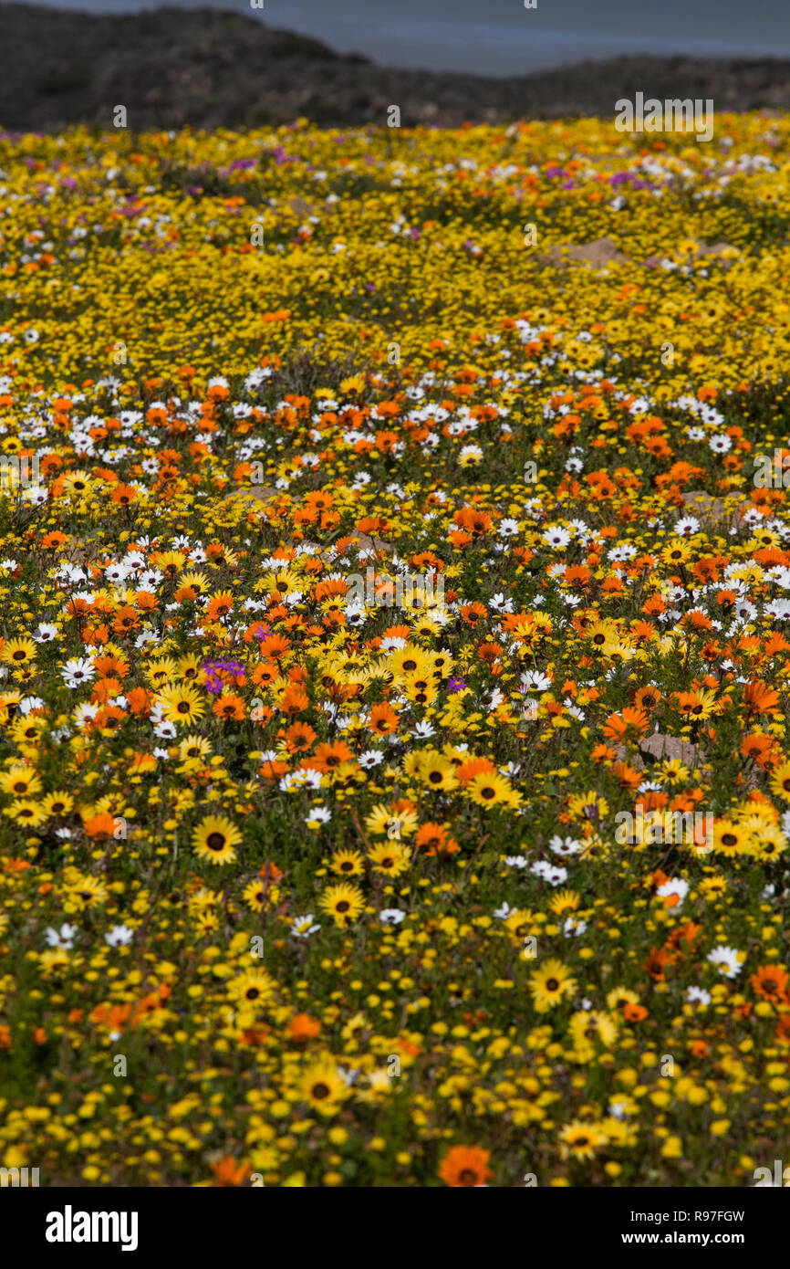 Wild flowers in full bloom on the South African West coast in the West