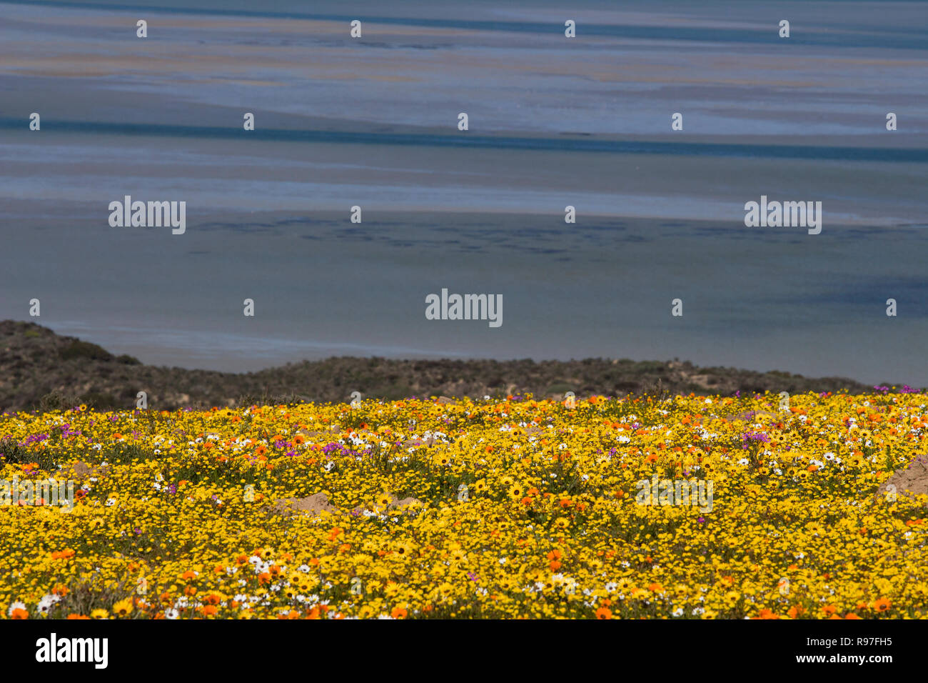 Wild flowers in full bloom on the South African West coast in the West