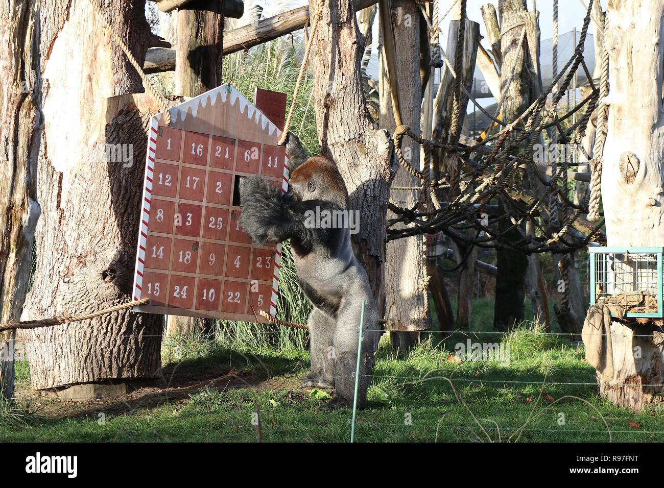 Animal adventures at ZSL London Zoo 20 December 2018 Stock Photo Alamy