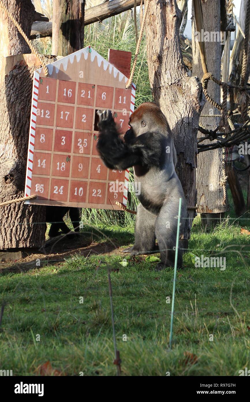 Animal adventures at ZSL London Zoo 20 December 2018 Stock Photo Alamy