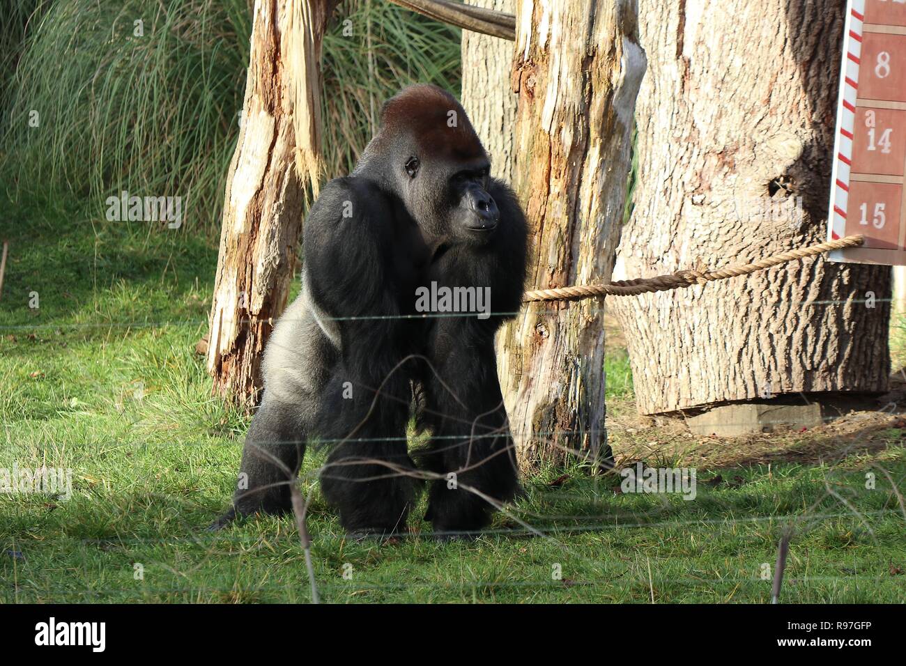 Animal adventures at ZSL London Zoo 20 December 2018 Stock Photo Alamy