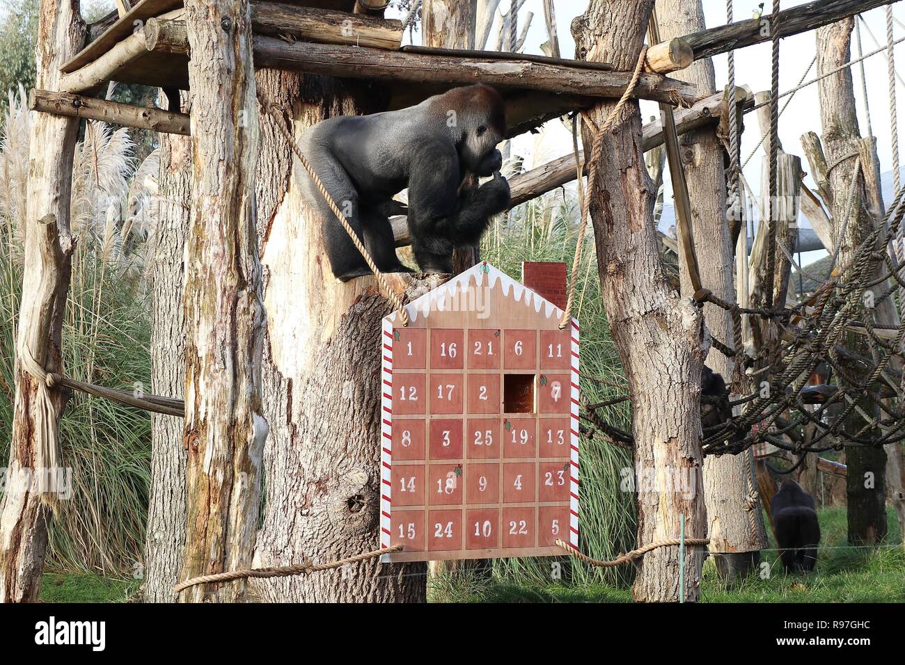 Animal adventures at ZSL London Zoo 20 December 2018 Stock Photo Alamy