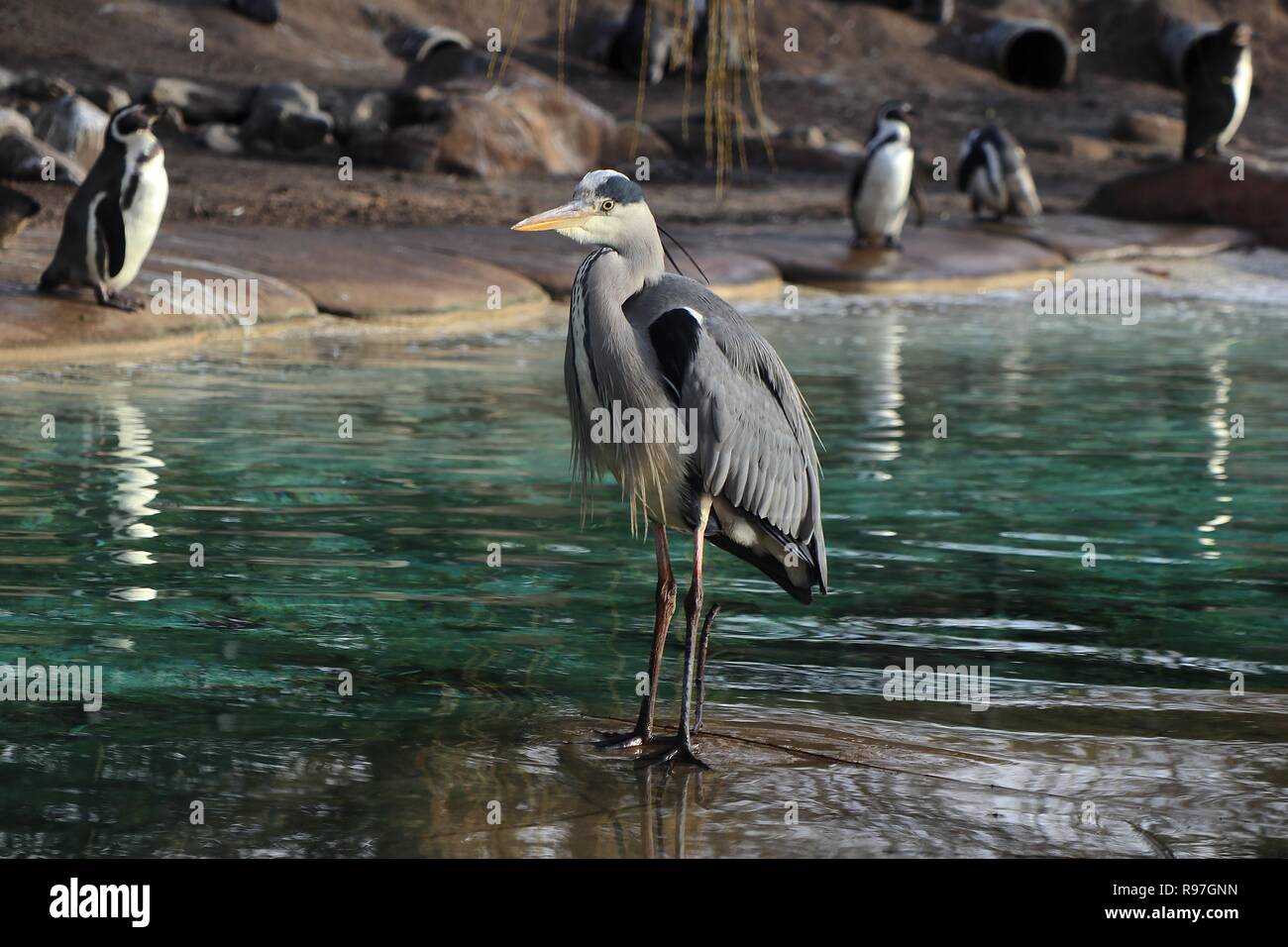 Animal adventures at ZSL London Zoo 20 December 2018 Stock Photo Alamy