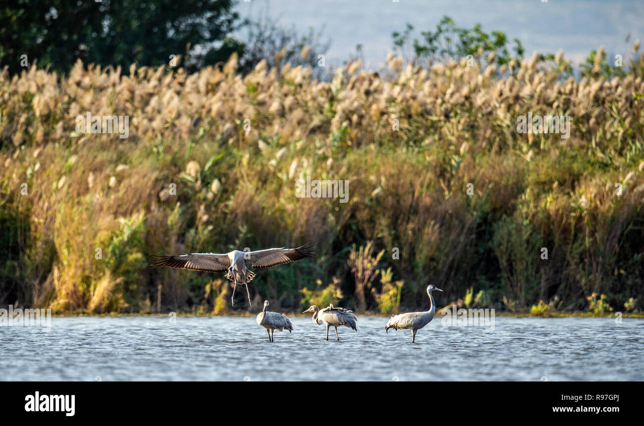 Eurasian cranes in the water. Common cranes or Eurasian crane, scientific name: Grus Grus, Grus Communis. Cranes Flock on the Lake at Sunrise.  Mornin Stock Photo