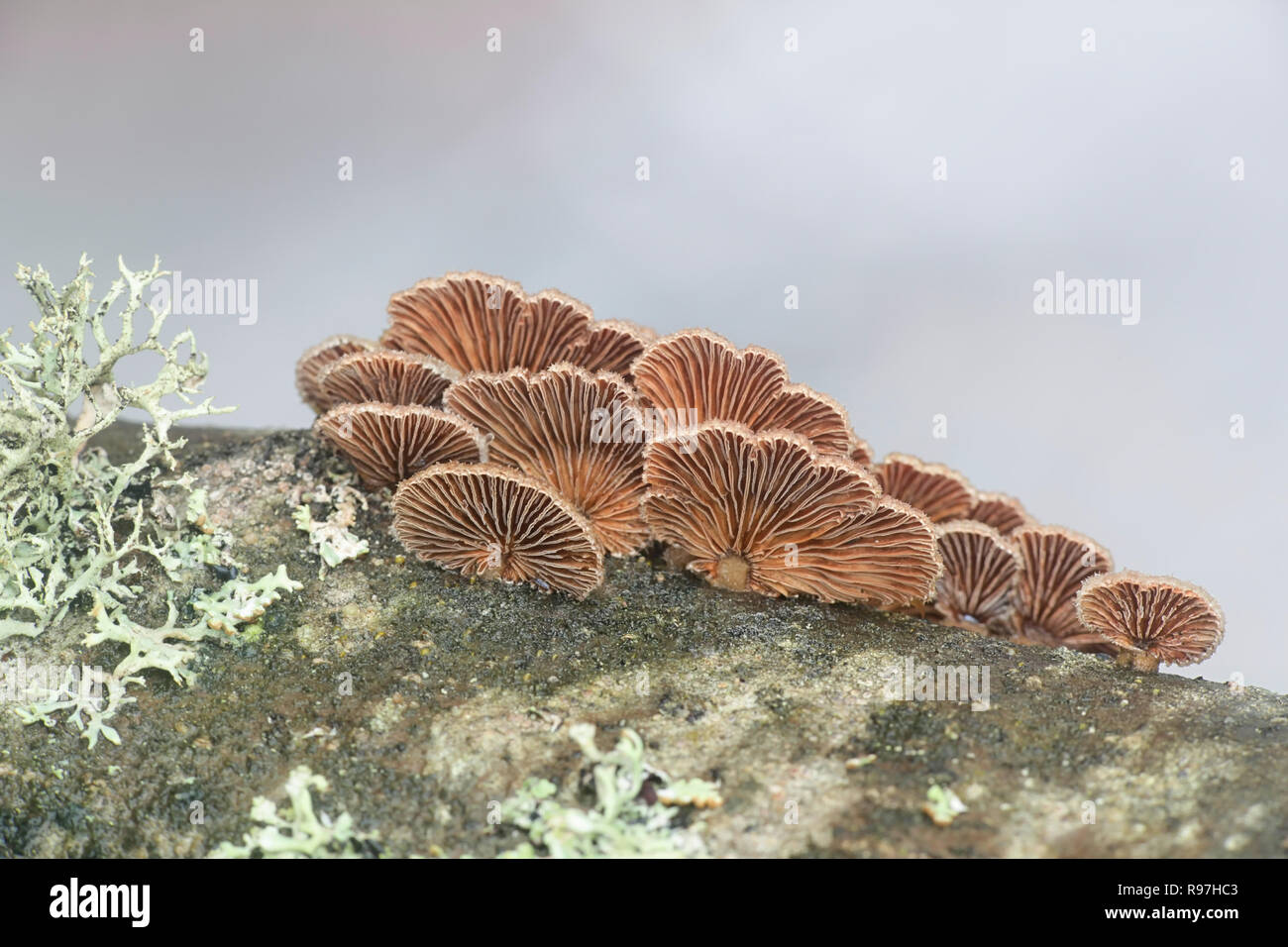 Gillies, Split Gills or Split gill, Schizophyllum commune, is an