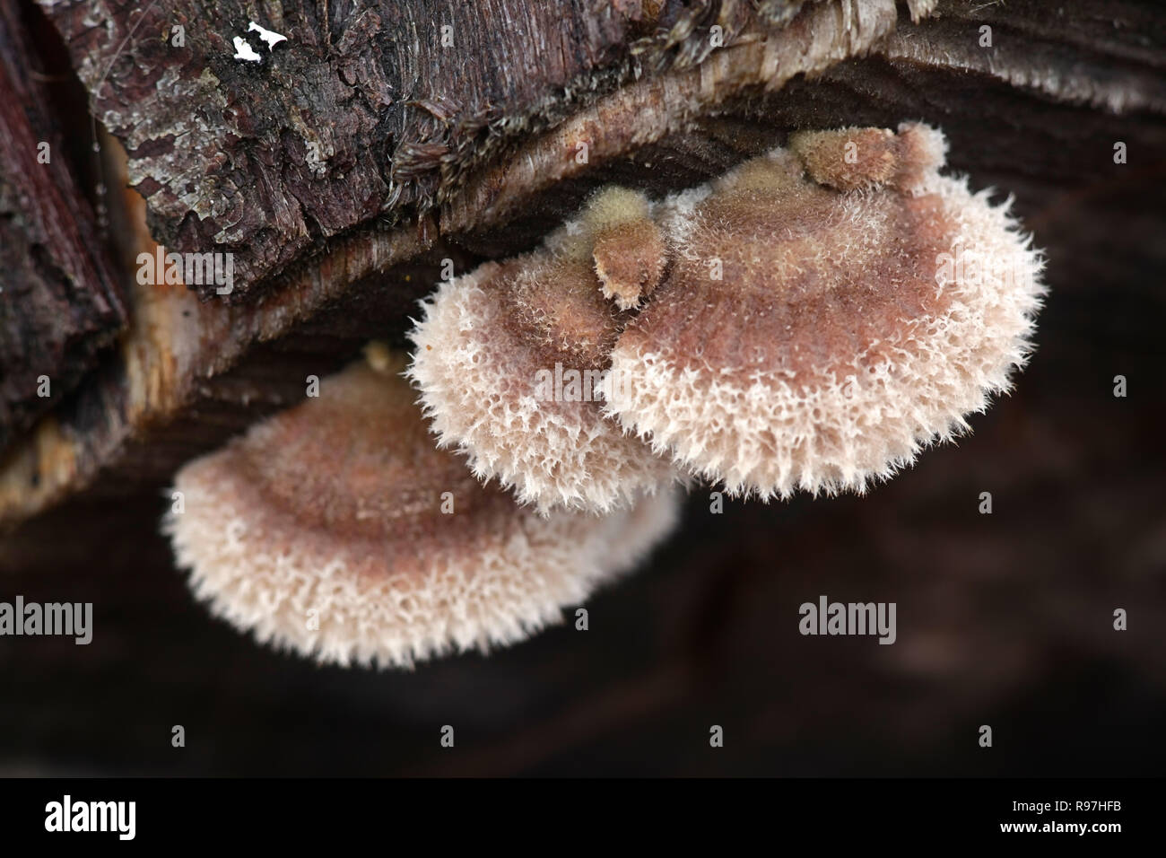 Gillies, Split Gills or Split gill, Schizophyllum commune, is an