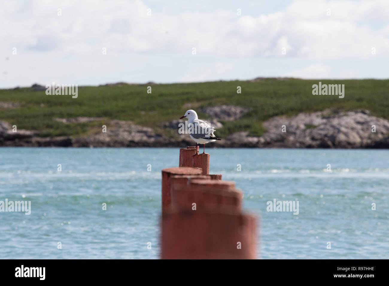 Hartlaubs Gull sitting on mooring post on a beach in Langebaan South Africa Stock Photo
