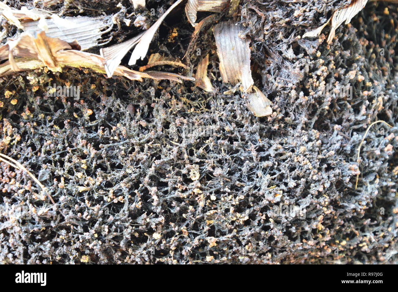 root of bird nest fern in forest Stock Photo Alamy