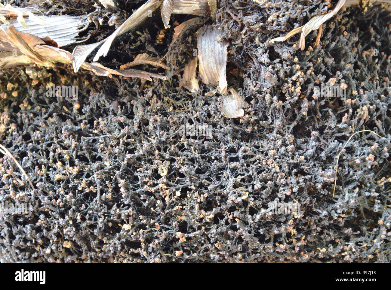 root of bird nest fern in forest Stock Photo Alamy