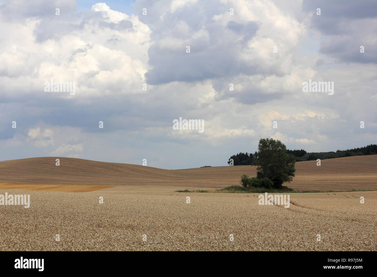Grain field before the thunderstorm Stock Photo