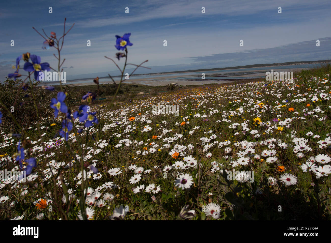 Wild flowers in full bloom on the South African West coast in the West Coast National Park Stock Photo