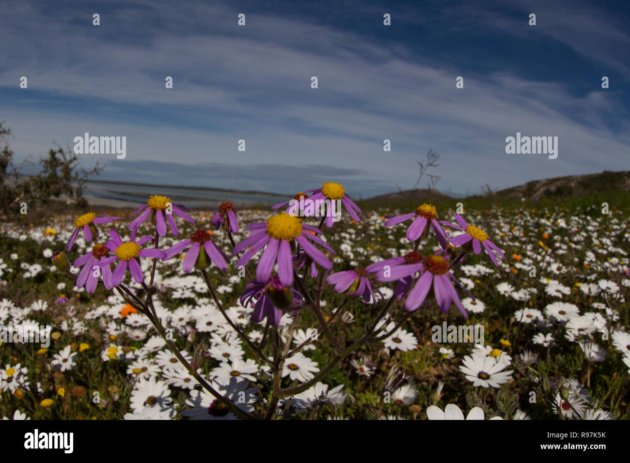 Wild flowers in full bloom on the South African West coast in the West Coast National Park Stock Photo