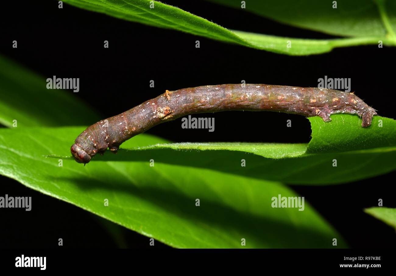 Photograph, Inch Worm Mimicking Twig