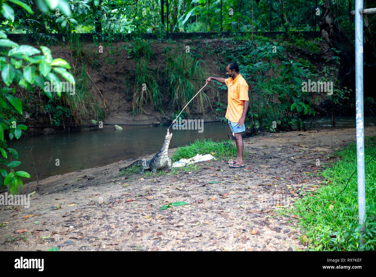 Monitor lizard sri lanka Stock Photo