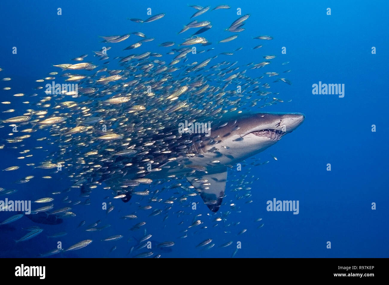 Ragged tooth shark or Sandtiger shark (Carcharias taurus), swimming with schooling mackerels (Scombridae), offshore Morehead City, North Carolina, USA Stock Photo