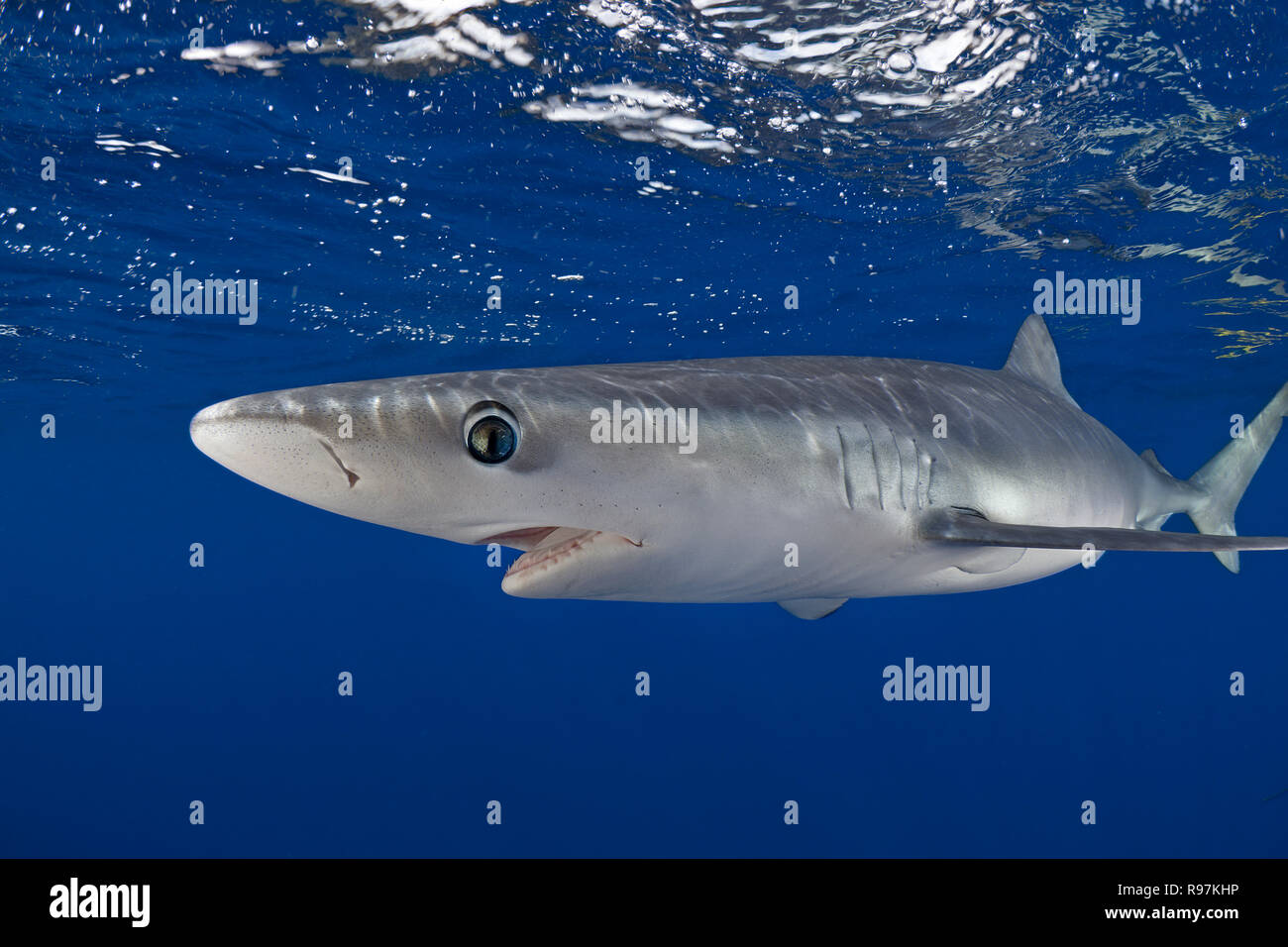 Scuba diver and Blue shark (Prionace glauca) swimming in blue water, Faial, Azores, Portugal Stock Photo