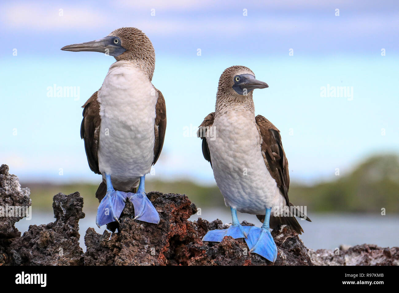 Galapagos birds hi-res stock photography and images - Alamy