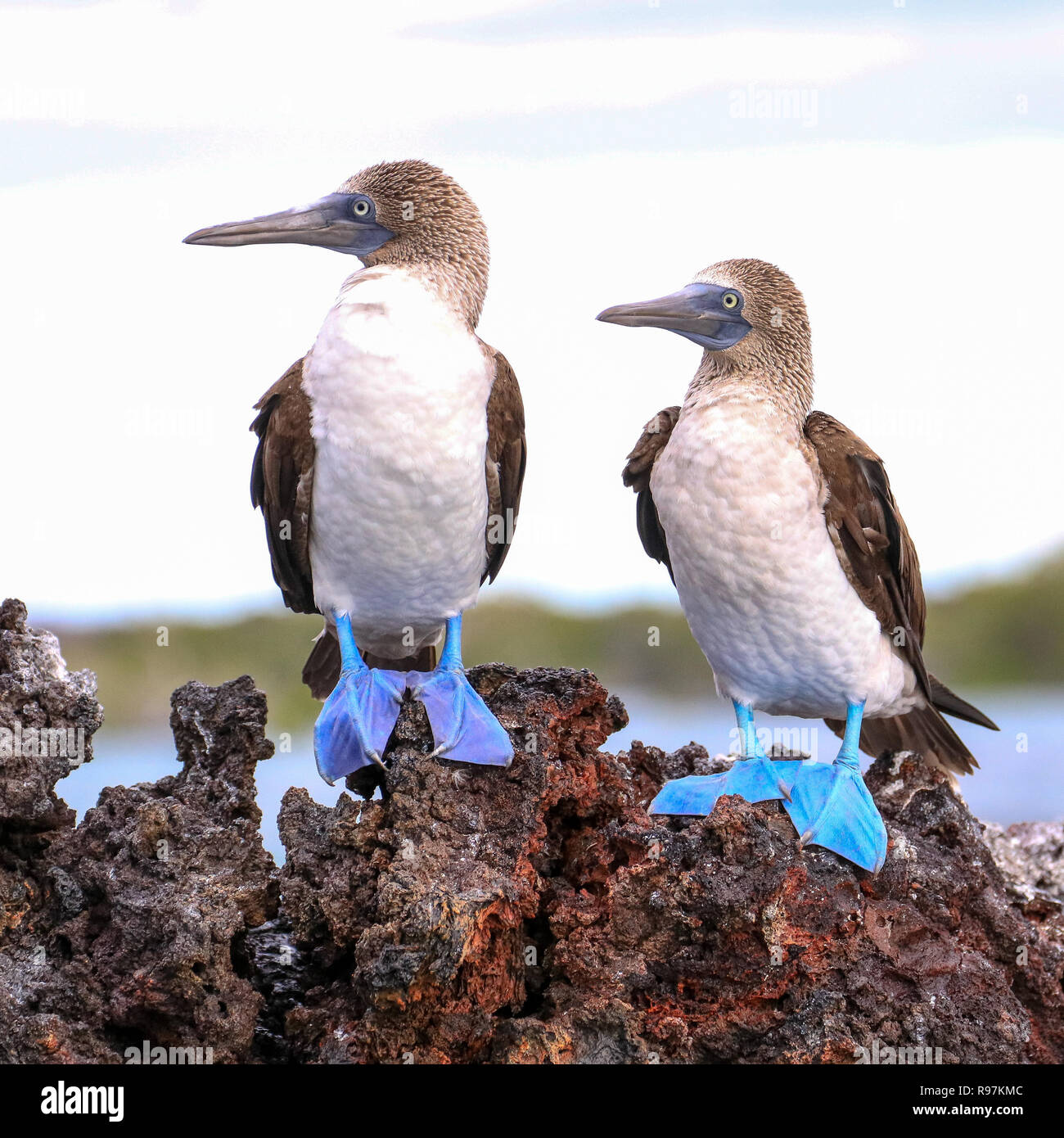 Blue footed Boobies Isabela Is Galapagos Stock Photo Alamy