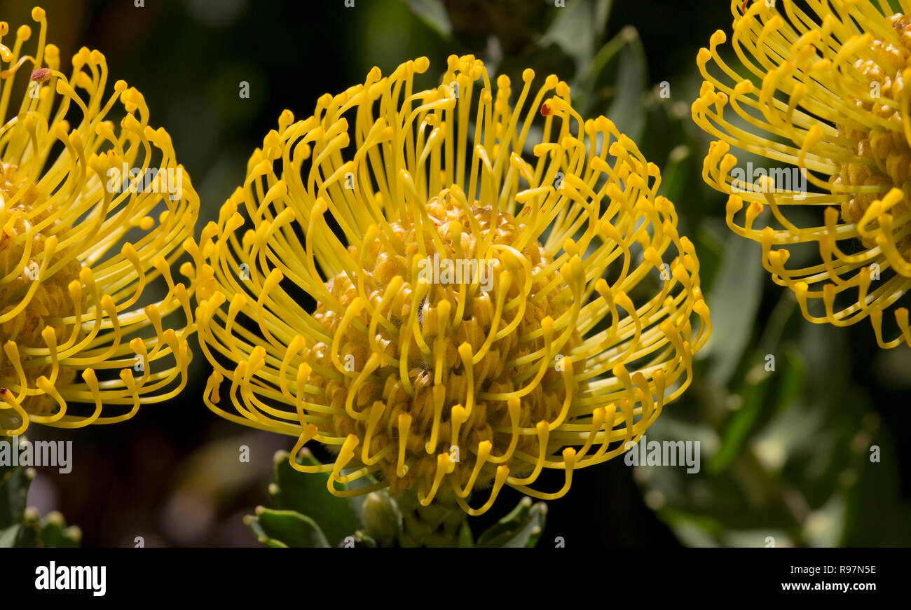 Yellow pincushion protea in Kirstenbosch, Cape Town, South Africa Stock Photo Alamy