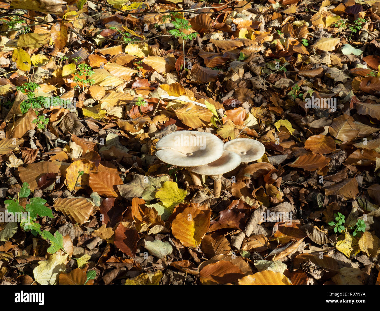 A group of three Common funnel mushrooms growing through fallen autumn leaves Stock Photo