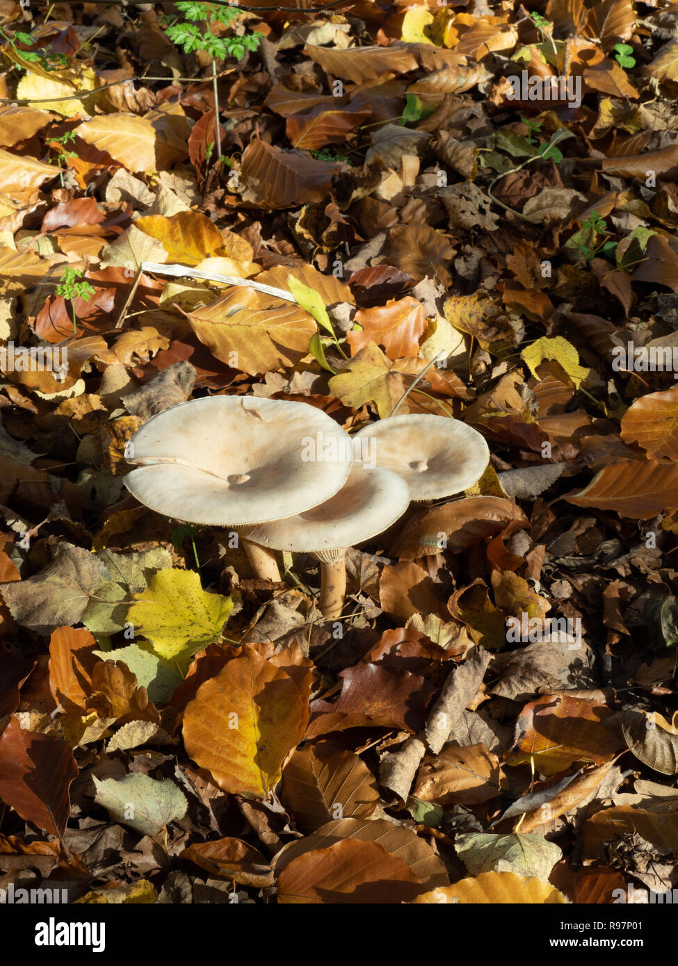 A group of three Common funnel mushrooms growing through fallen autumn leaves Stock Photo