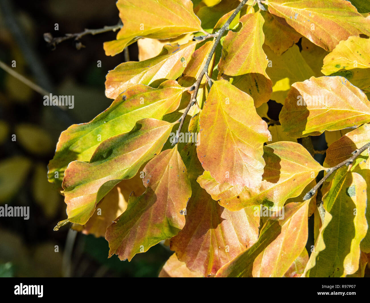 The striking golden yellow autumn foliage of Cornus kousa Stock Photo