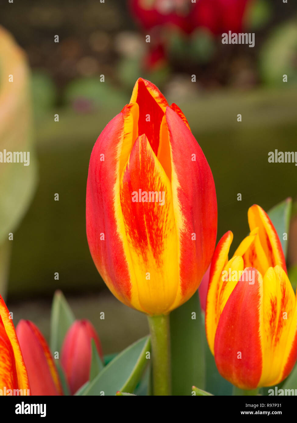 A close up of a single flower of the yellow flecked tulip Spanish Flag Stock Photo