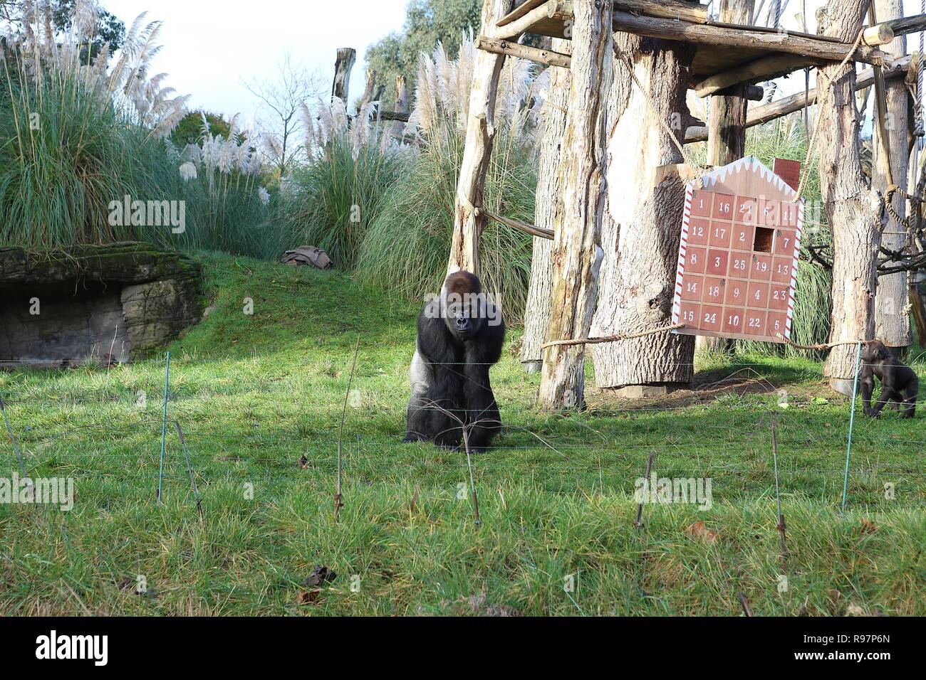 Animal Advent adventures at ZSL London Zoo Stock Photo