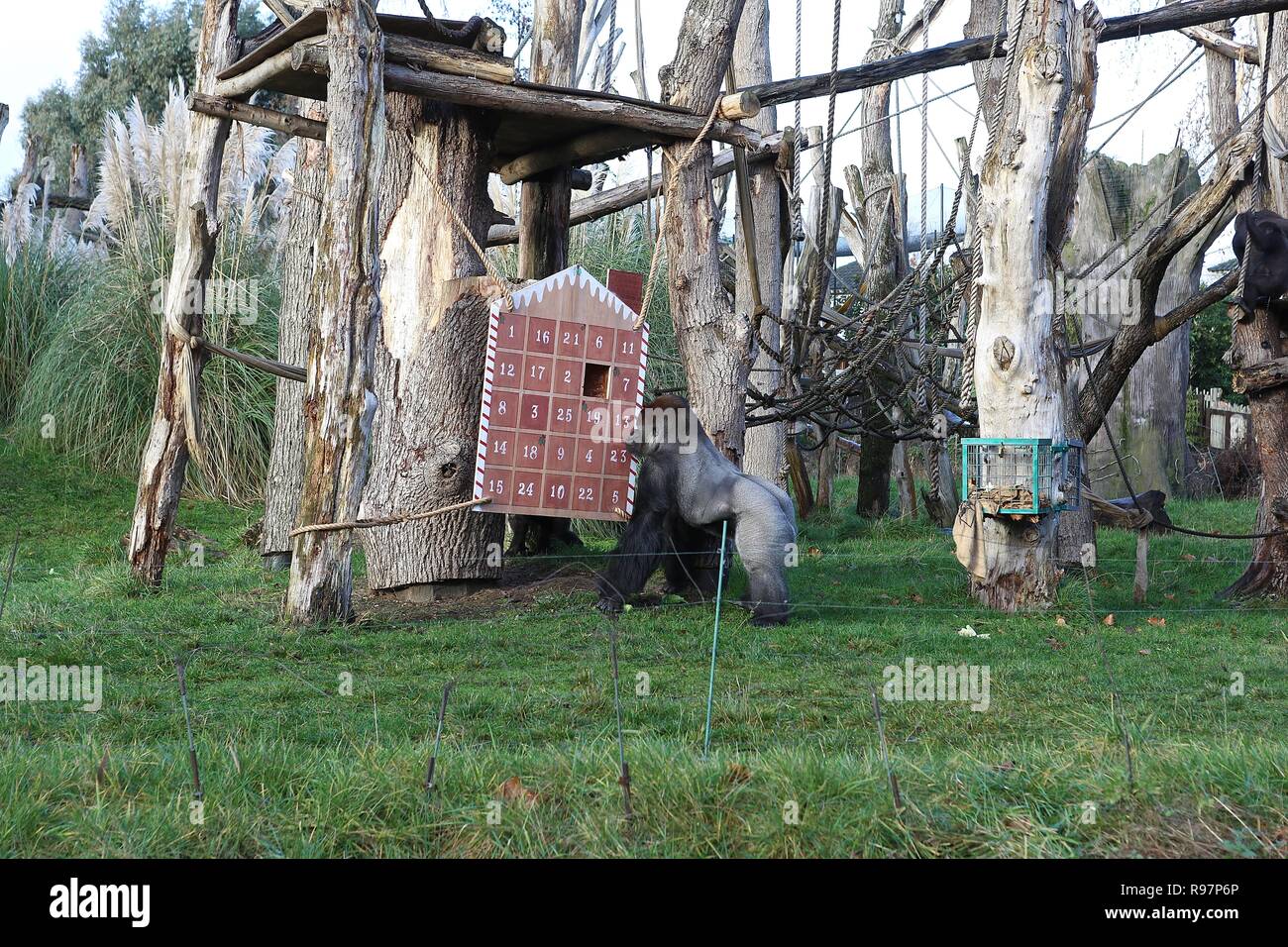 Animal Advent adventures at ZSL London Zoo Stock Photo Alamy