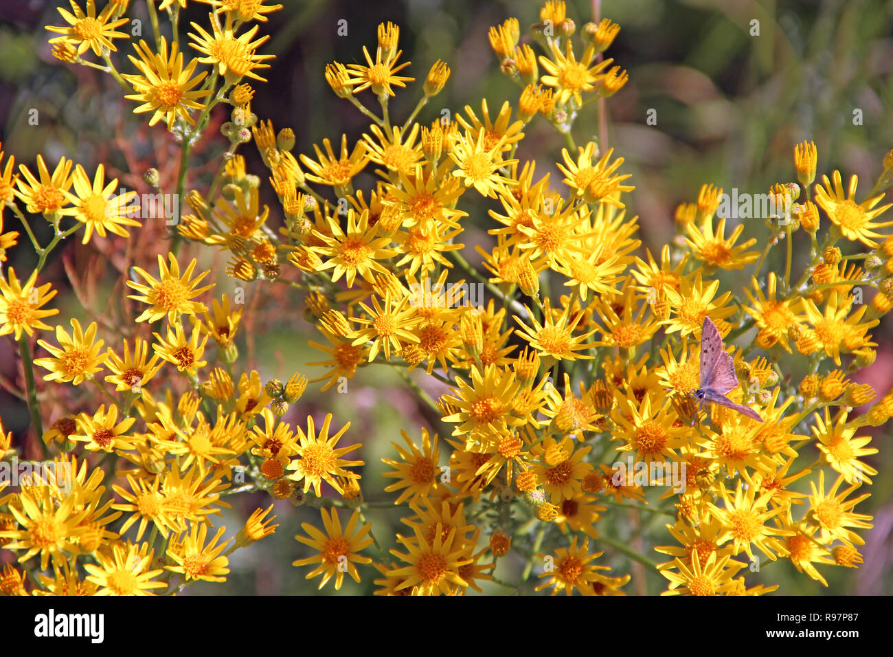 Flowers of Jacobaea vulgaris. Yellow flowers of Senico jacobaea