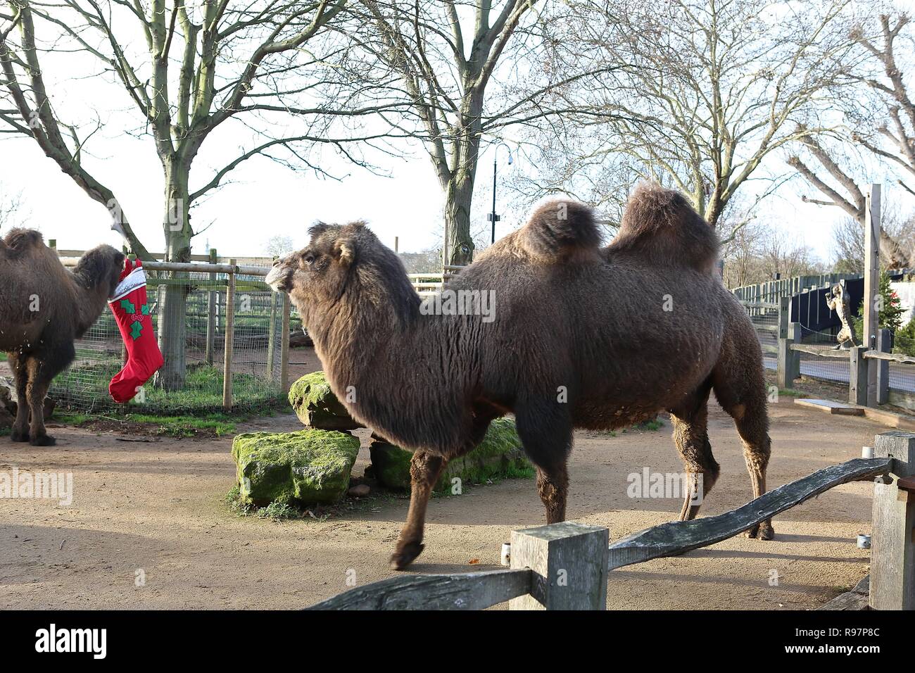 Animal Advent adventures at ZSL London Zoo Stock Photo Alamy
