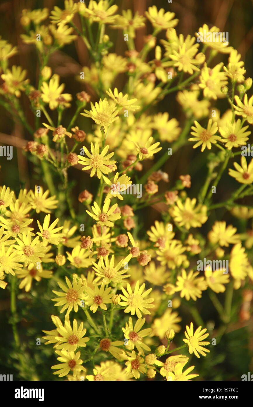 Flowers of Jacobaea vulgaris. Yellow flowers of Senico jacobaea blossoming in garden. Jacobaea vulgaris blooming in field. Butterfly of silver-studded Stock Photo