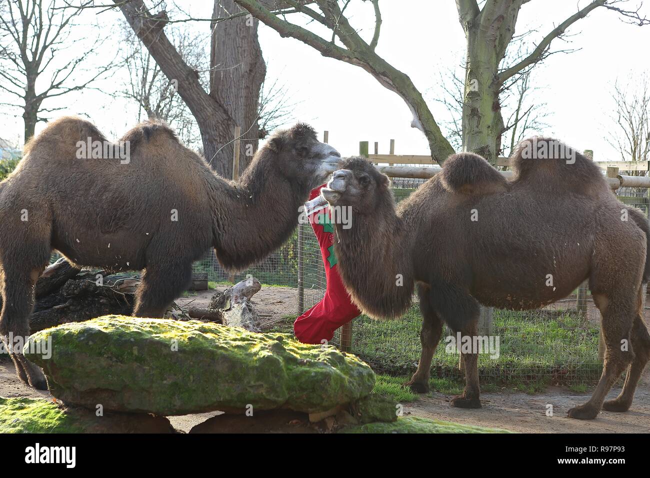 Animal Advent adventures at ZSL London Zoo Stock Photo Alamy