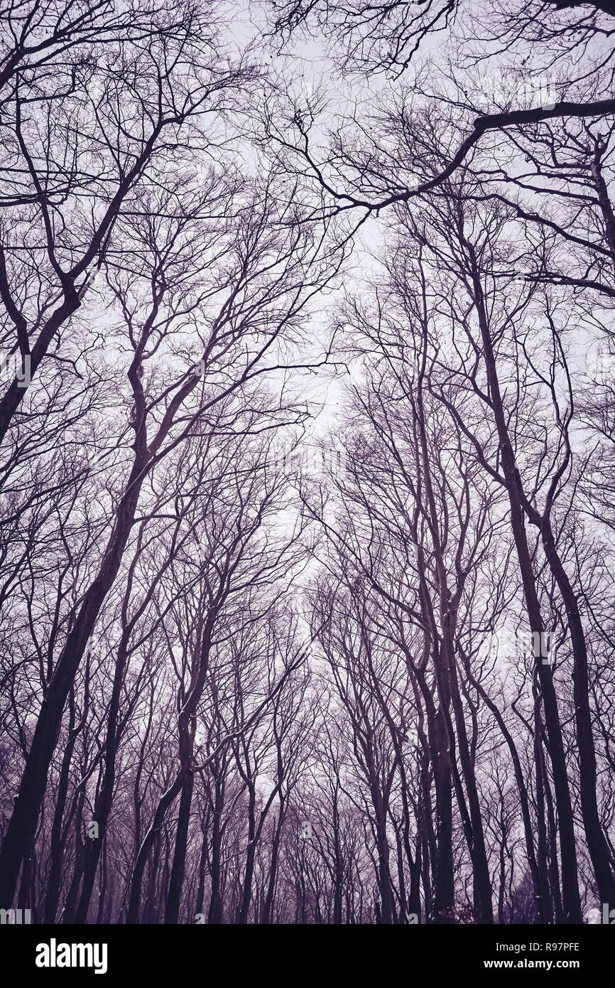 Leafless tree hi-res stock photography and images - Alamy