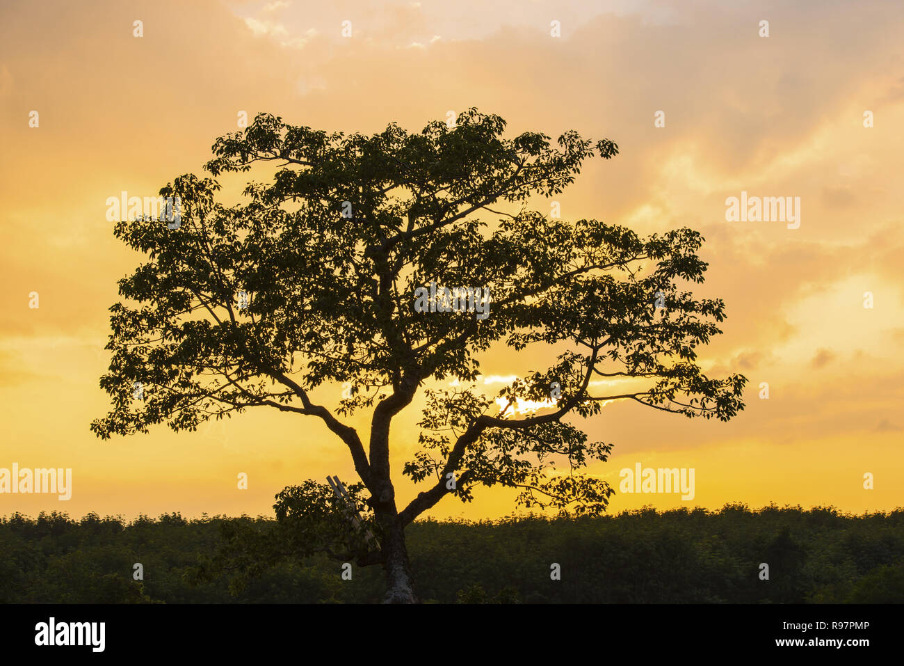 Silhouette of lonely tree against the sky at the sunset Stock Photo - Alamy