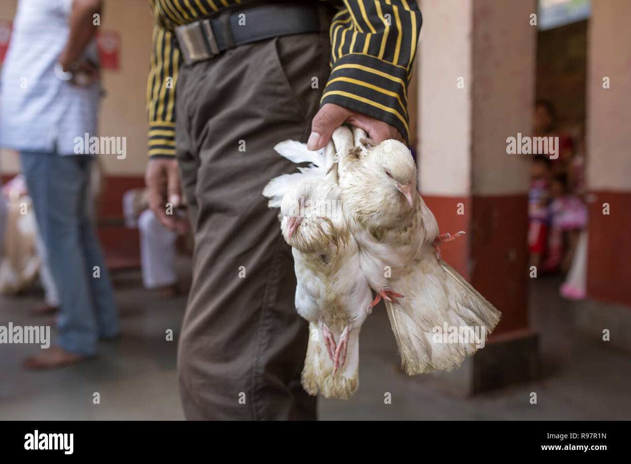 Indian man holding pigeons before sacrificing them in Hindu Kamakhya temple in Guwahati, Assam state, North East India. Stock Photo