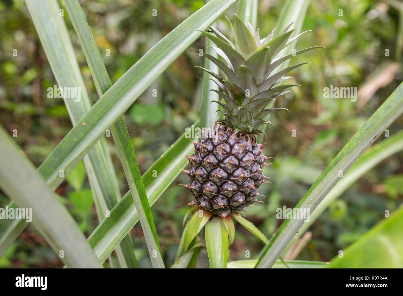 Growing pineapples hires stock photography and images Alamy
