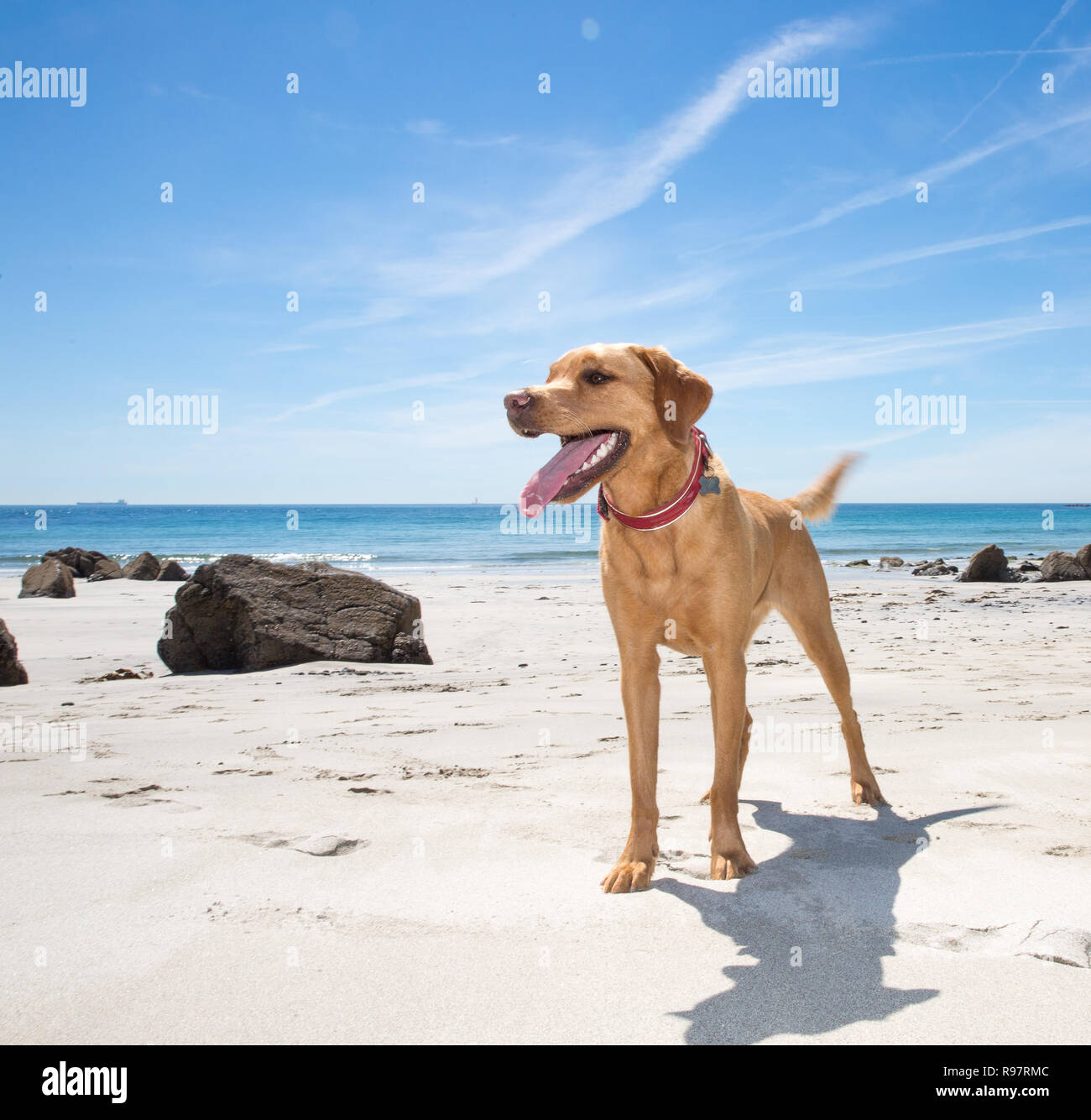 A healthy and happy Labrador retriever dog standing on a white sandy beach looking fit and strong whilst on Summer vacation with copy space Stock Photo