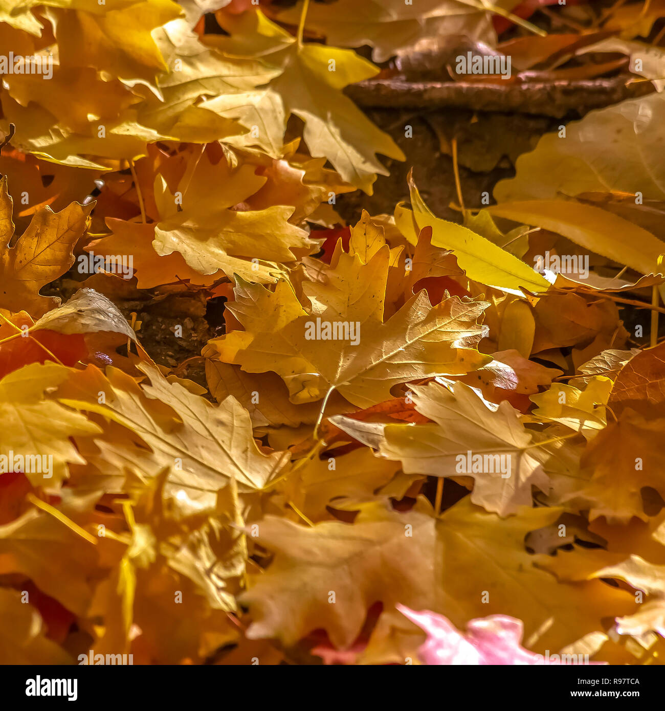 Fallen leaves on the ground in Salt Lake City Utah Stock Photo - Alamy