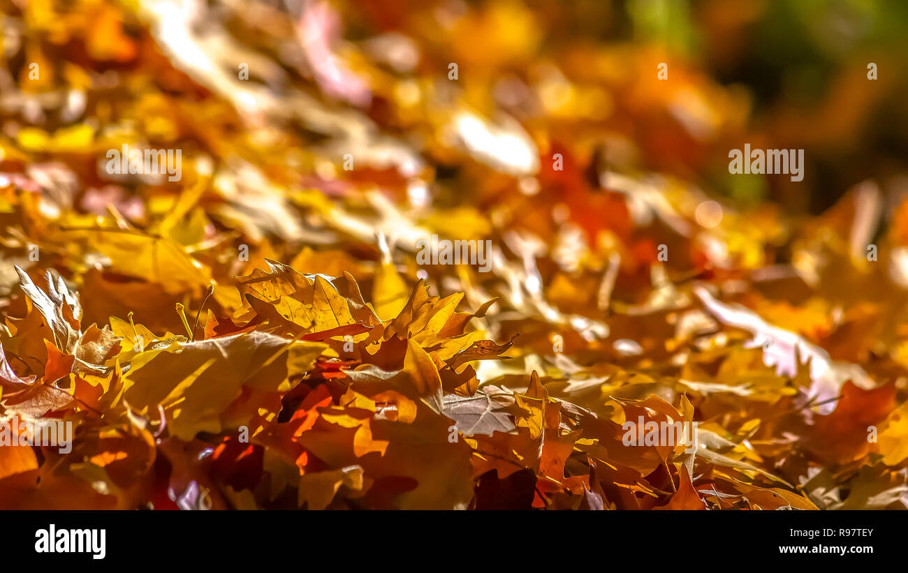 Ground covered in fallen leaves hi-res stock photography and images - Alamy