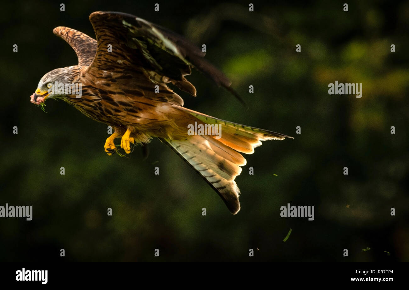 Red Kite feeding and hunting :credit Cliff Norton NPA Image Alamy Stock Photo