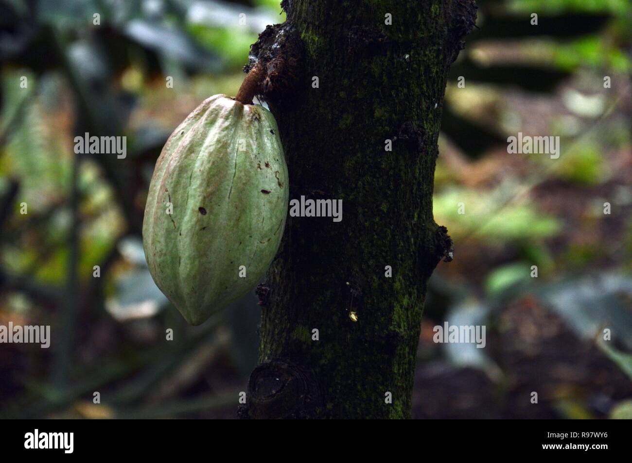 Cocoa plant hires stock photography and images Alamy