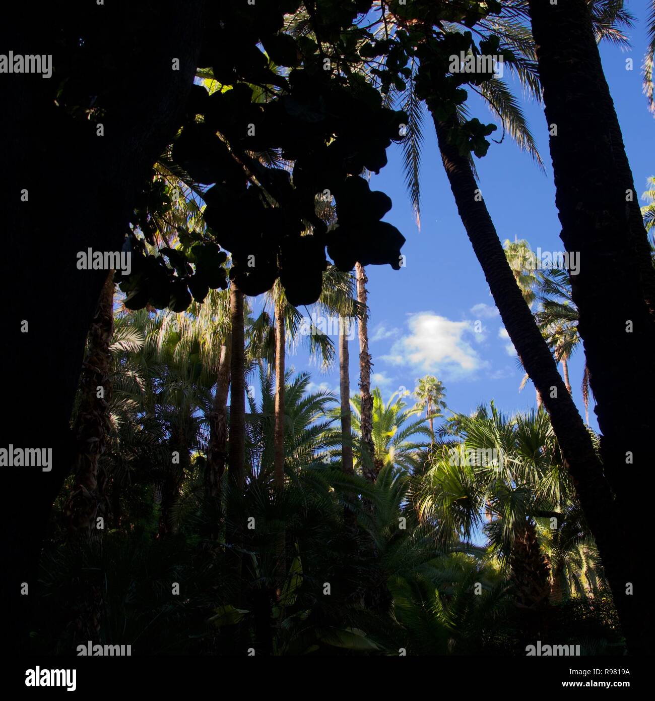 Deep lush green leaves hi-res stock photography and images - Alamy