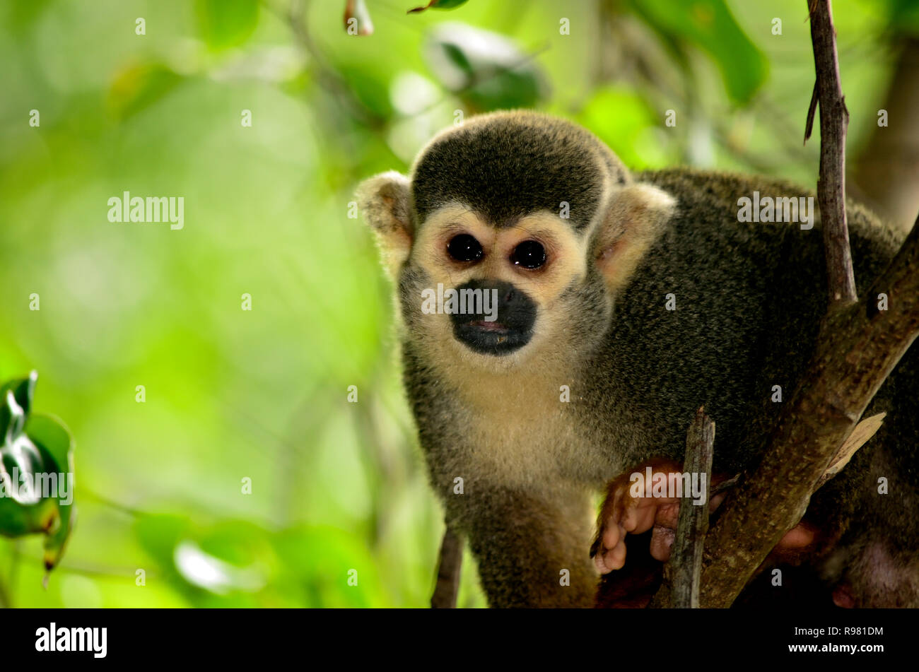Squirrel Monkey, Iles du Salut, Île Royale, French Guiana Stock Photo