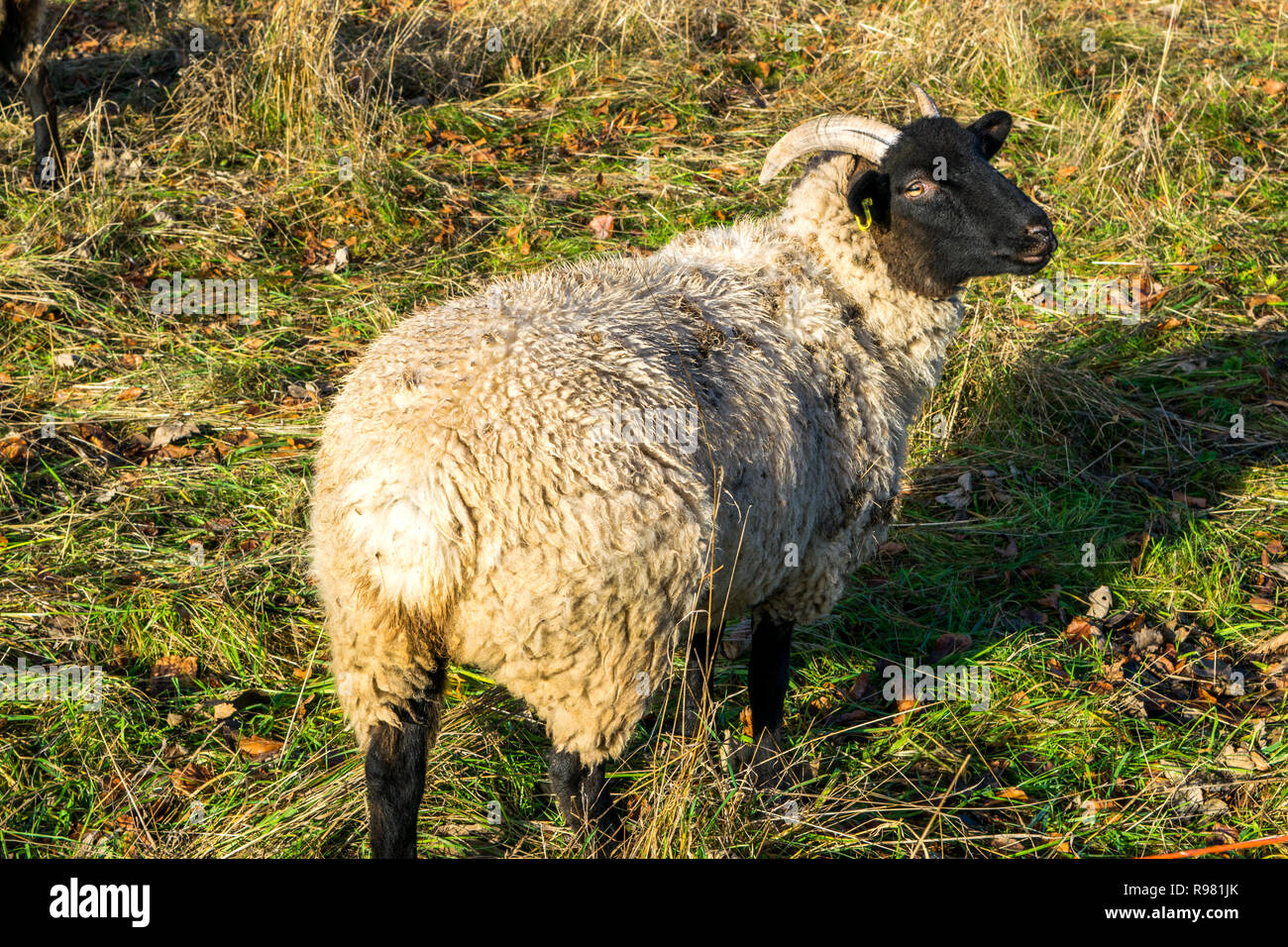 Norfolk Horned Sheep grazing in a pasture Stock Photo