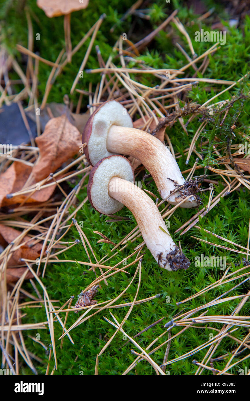Edible wild mushroom with chestnut color cap in an autumn pine forest. Bay bolete  known as imleria badia or boletus badius mushroom in coniferous for Stock Photo